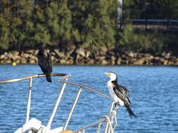 Image of Little Pied Cormorant