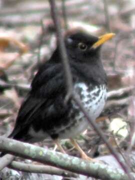 Image of Janpanese Thrush