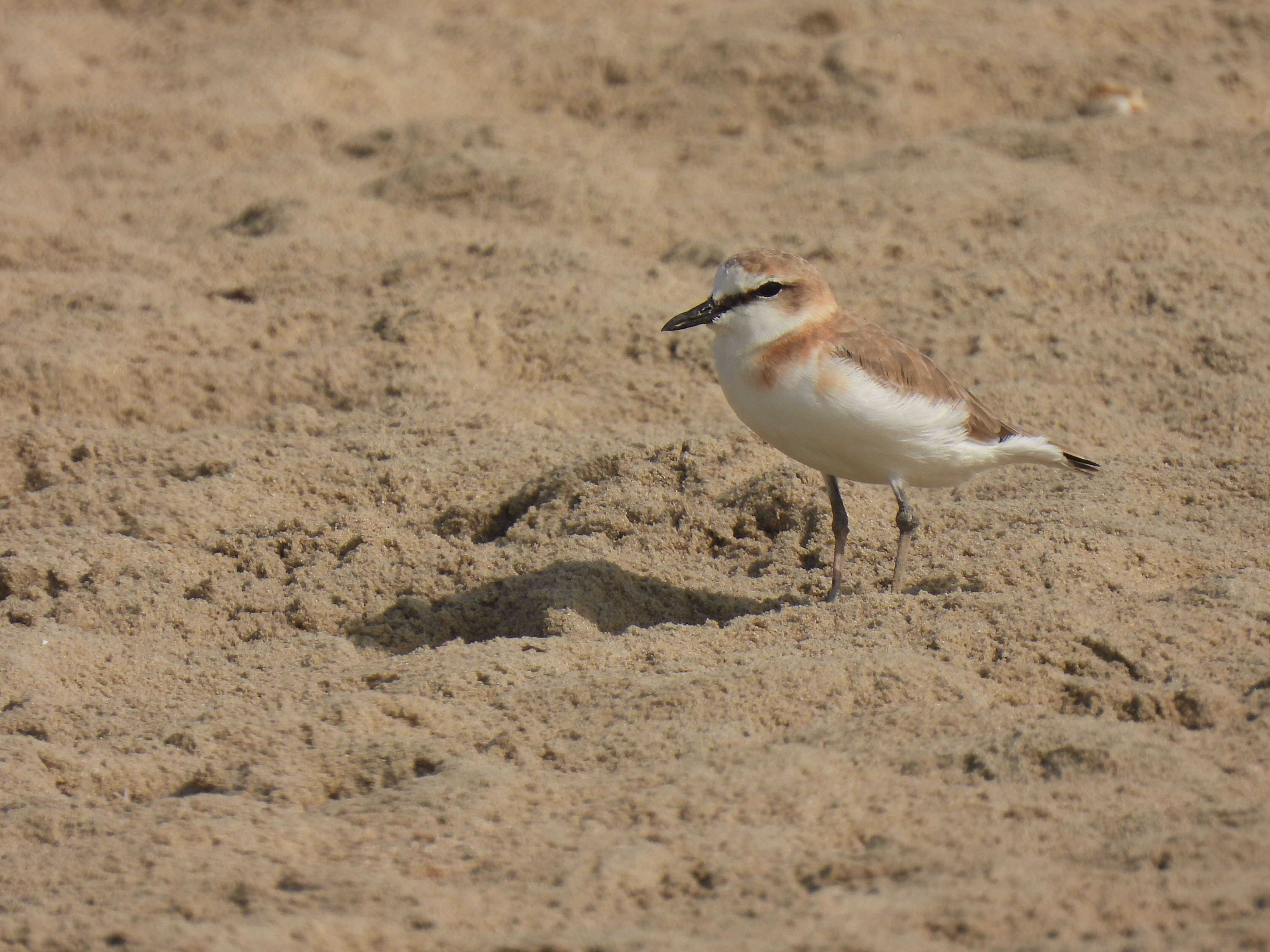 Image of White-fronted Plover