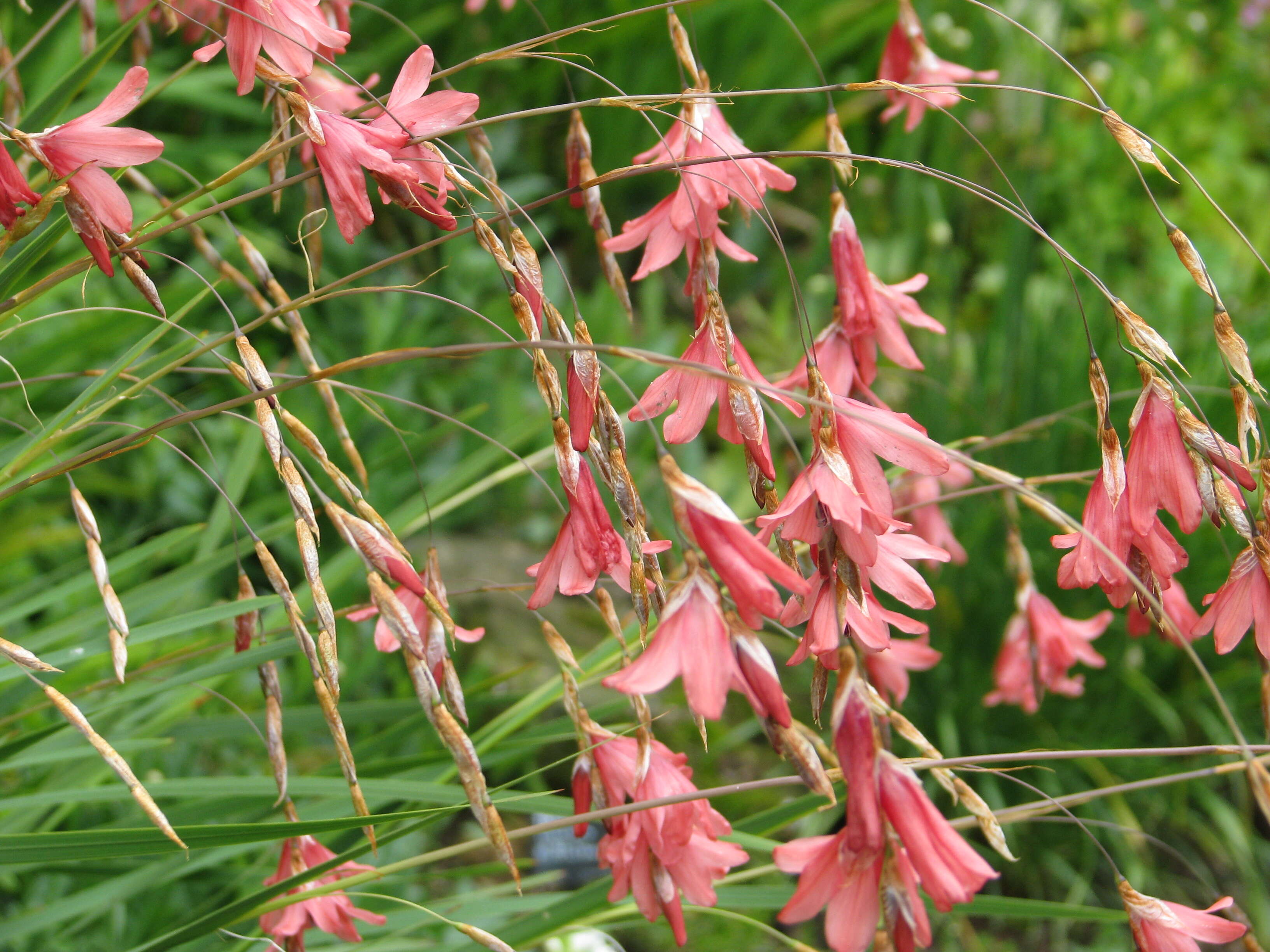 Imagem de Dierama igneum Klatt