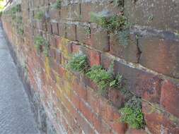 Image of Wall-rue