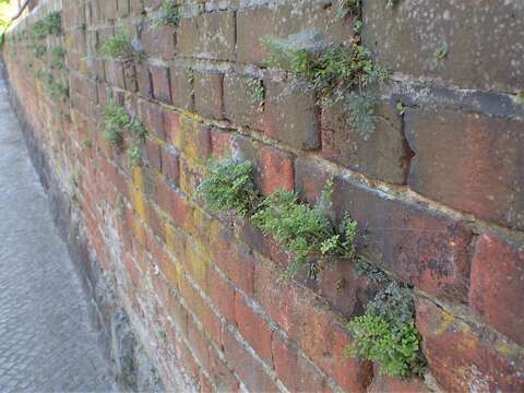 Image of Wall-rue