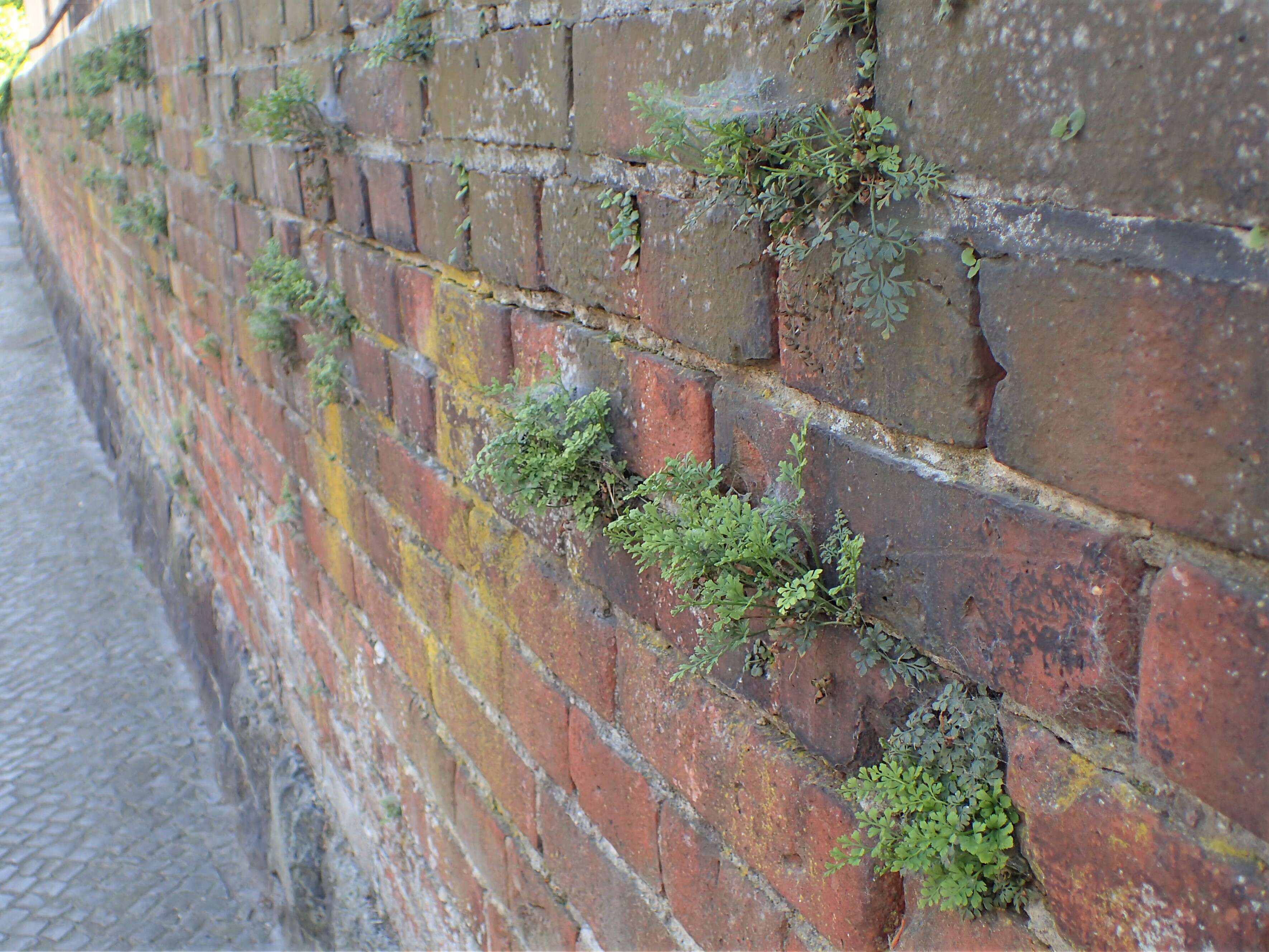 Image of Wall-rue