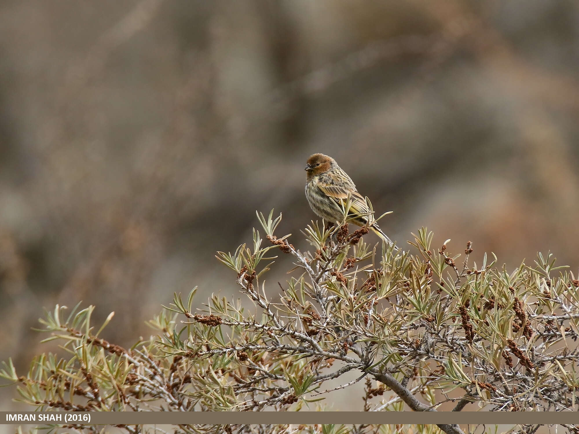 Image of Fire-fronted Serin