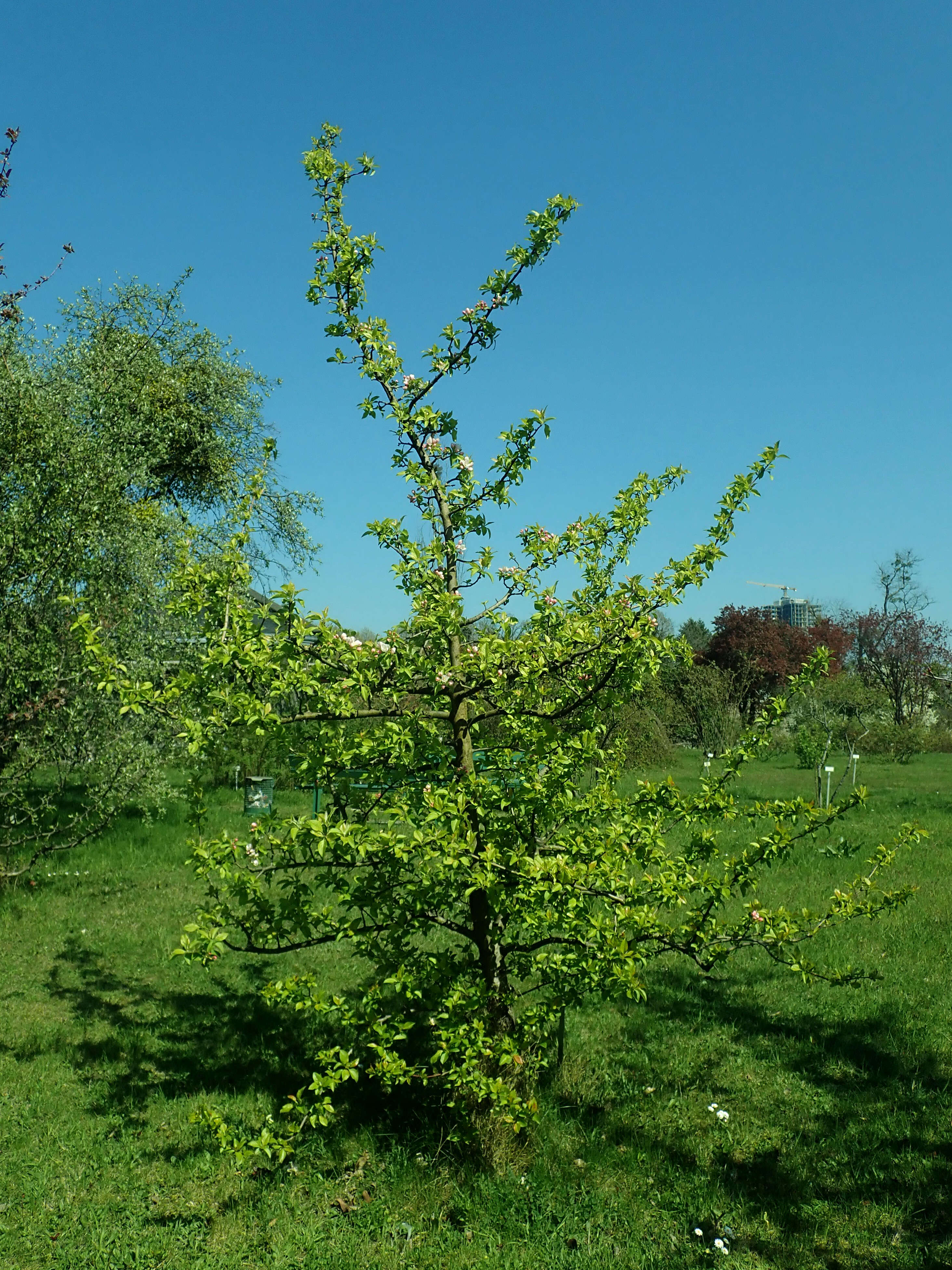 Image of Malus sieversii (Ledeb.) Roem.