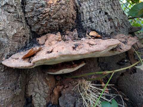 Image of Ganoderma applanatum