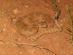 Image of Northern Pacific Rattlesnake