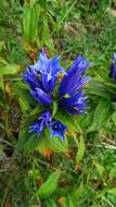 Image of Gentiana asclepiadea L.