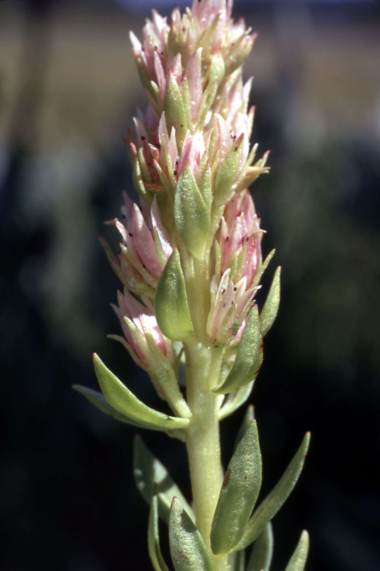 Image of redpod stonecrop