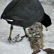 Image of Fulica Linnaeus 1758