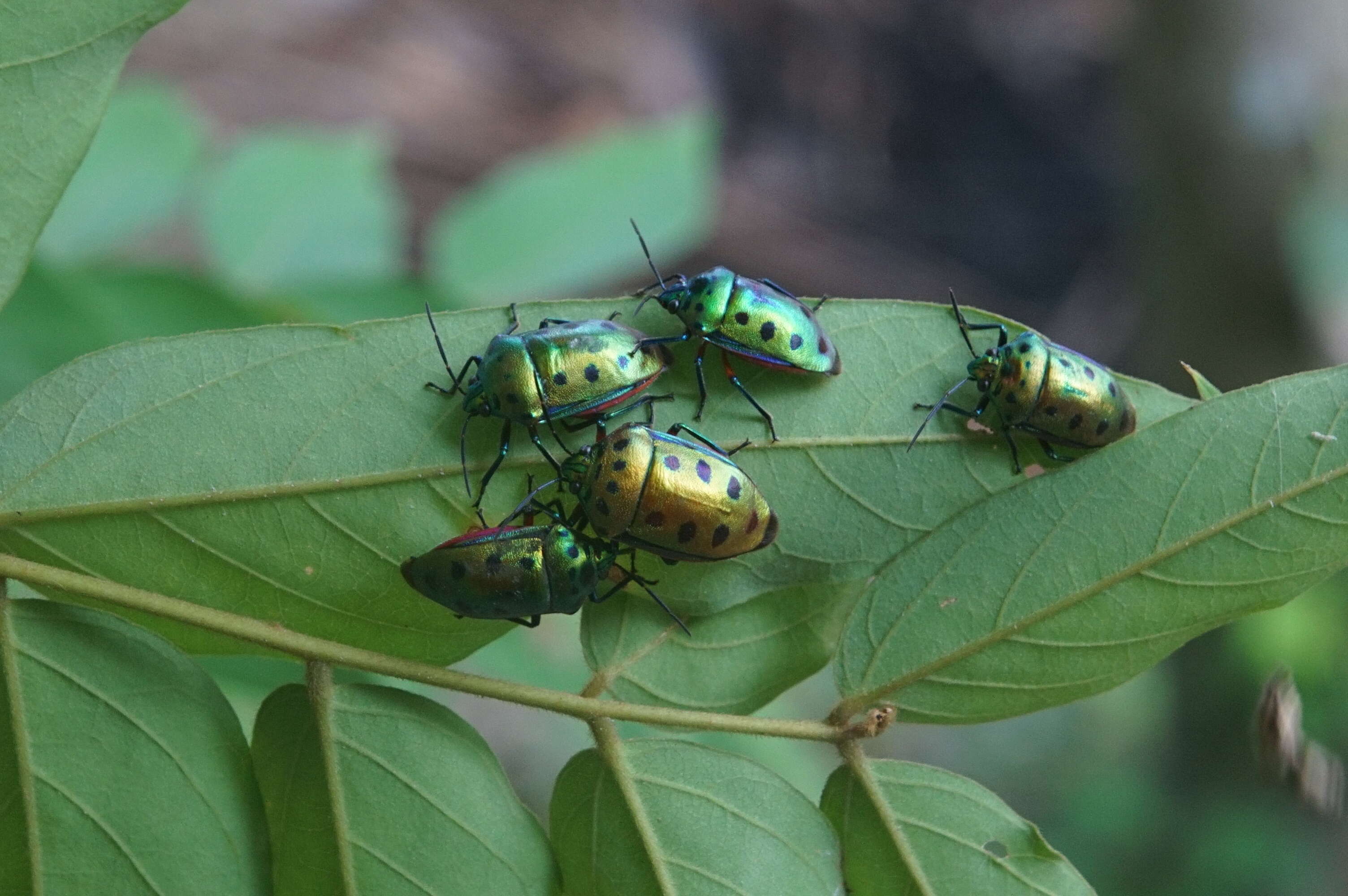 Image of shield-backed bugs