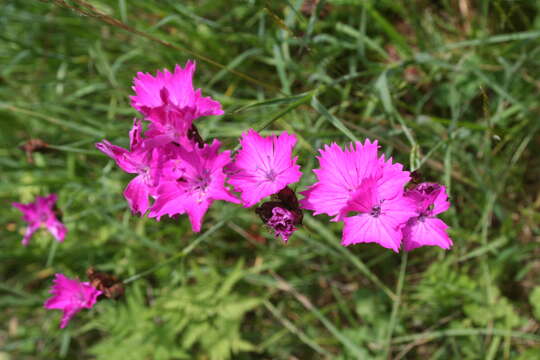 Image of carthusian pink