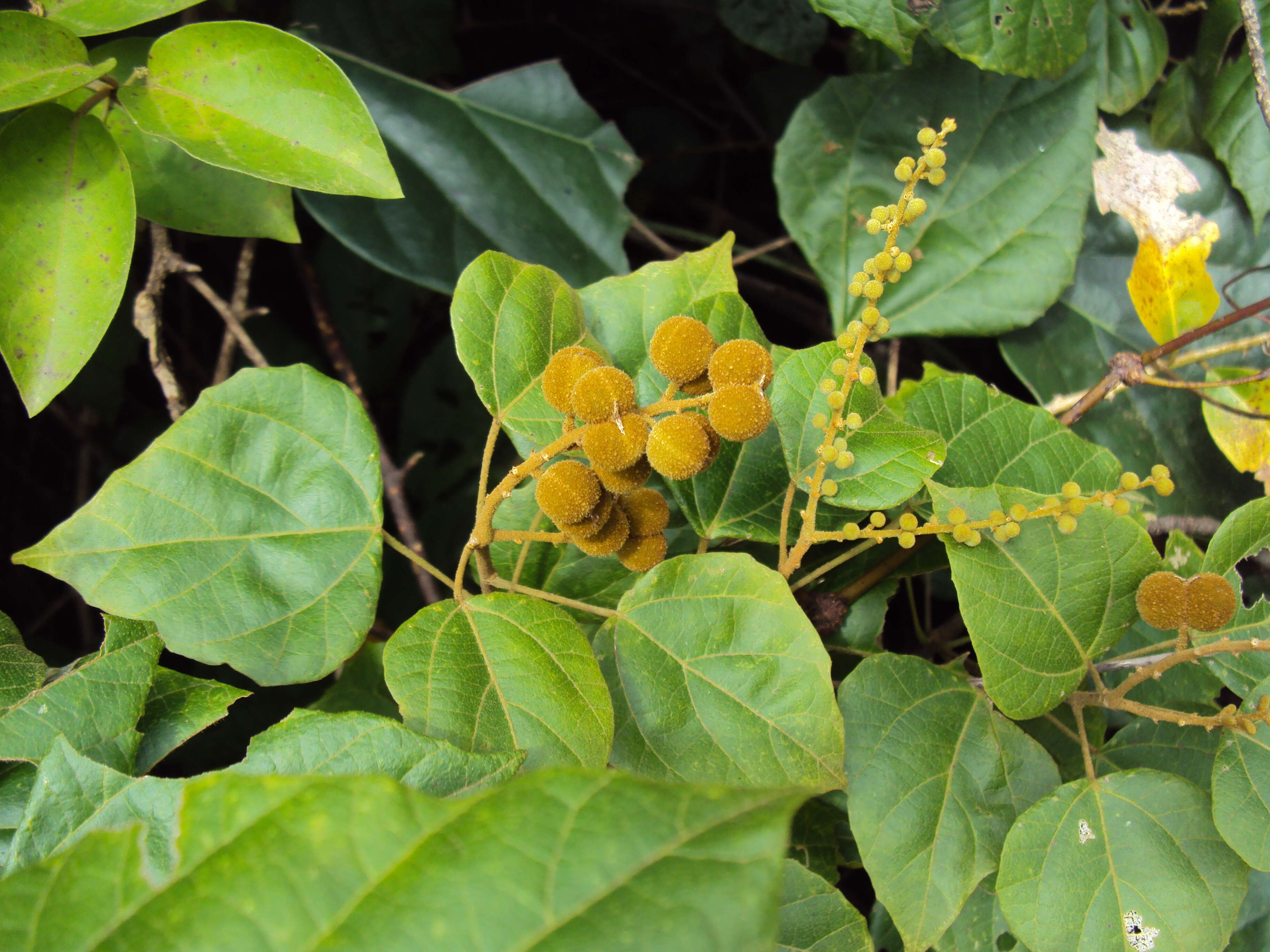 Image of climbing mallotus