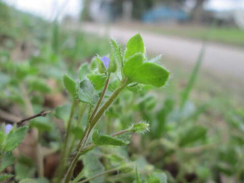 Image of ivy-leaved speedwell