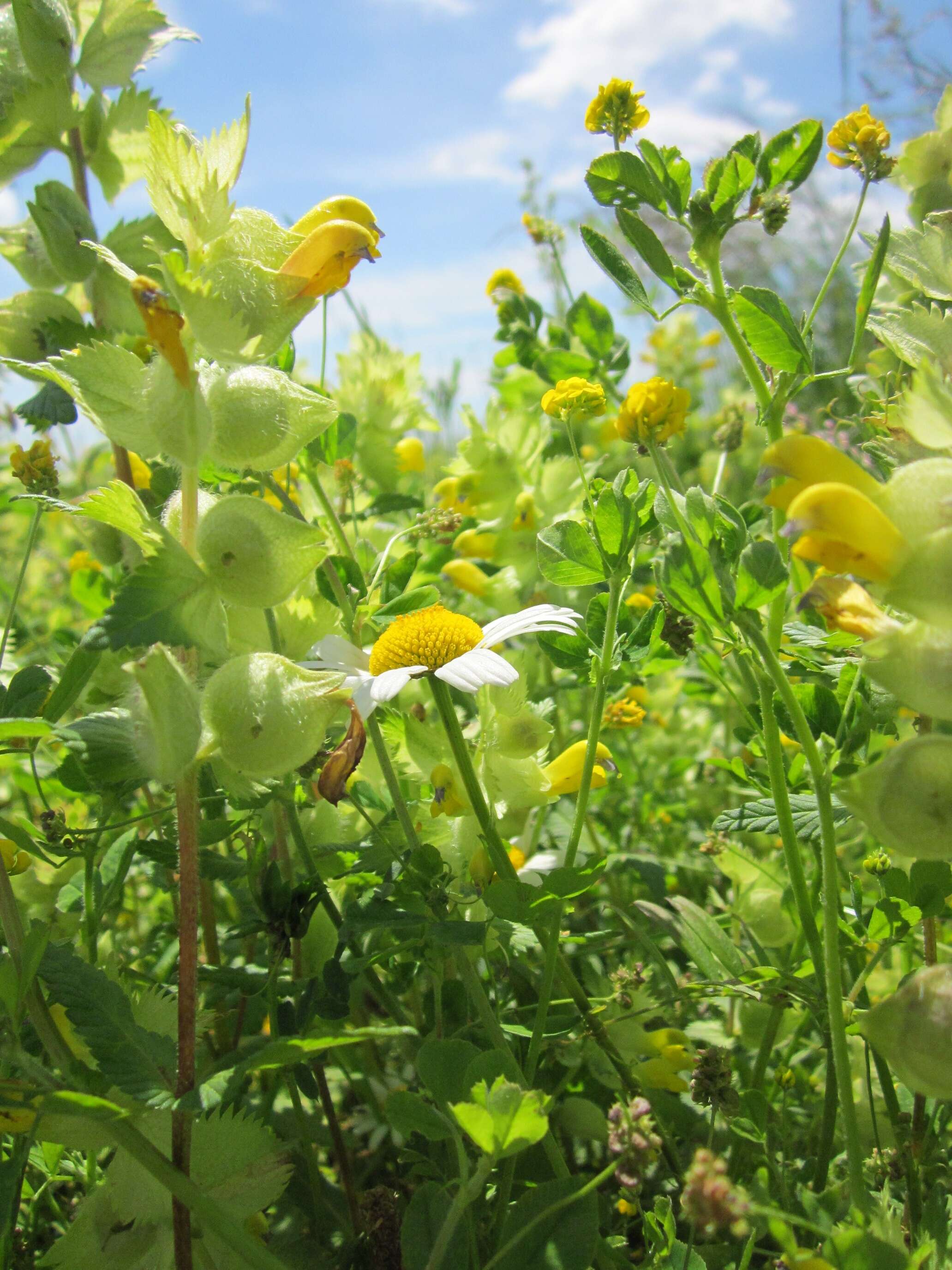 Image of black medick