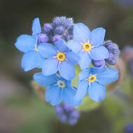 Image of field forget-me-not