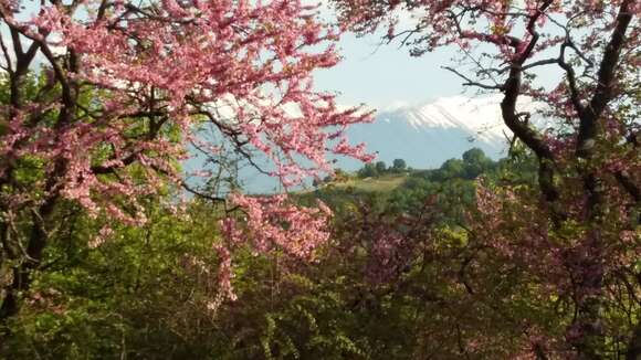 Image of Judas-tree