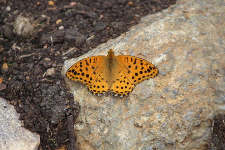 Image of Argynnis hyperbius