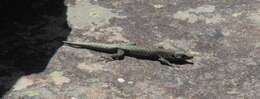 Image of Southern Rock Lizard