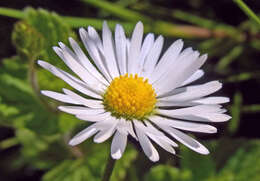 Image of Daisy