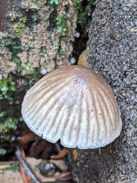 Image of Common Bonnet