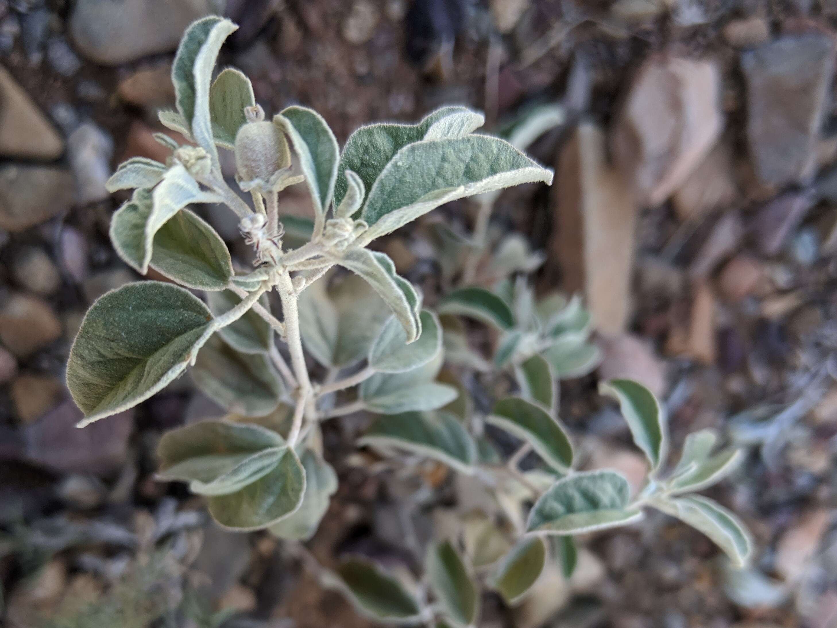 Слика од Croton pottsii (Klotzsch) Müll. Arg.