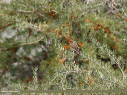 Image de Bruant nain