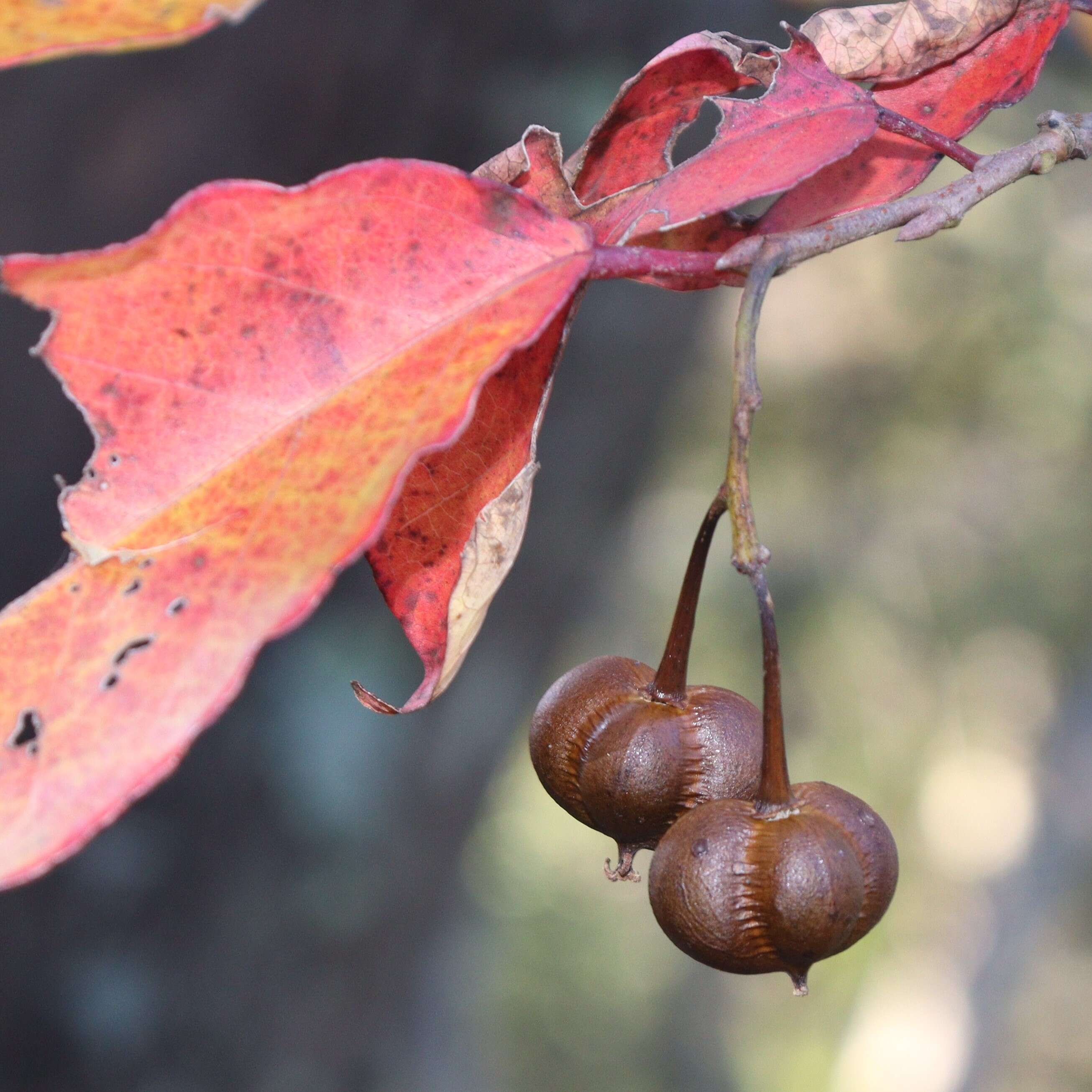 صورة Neoshirakia japonica (Siebold & Zucc.) Esser