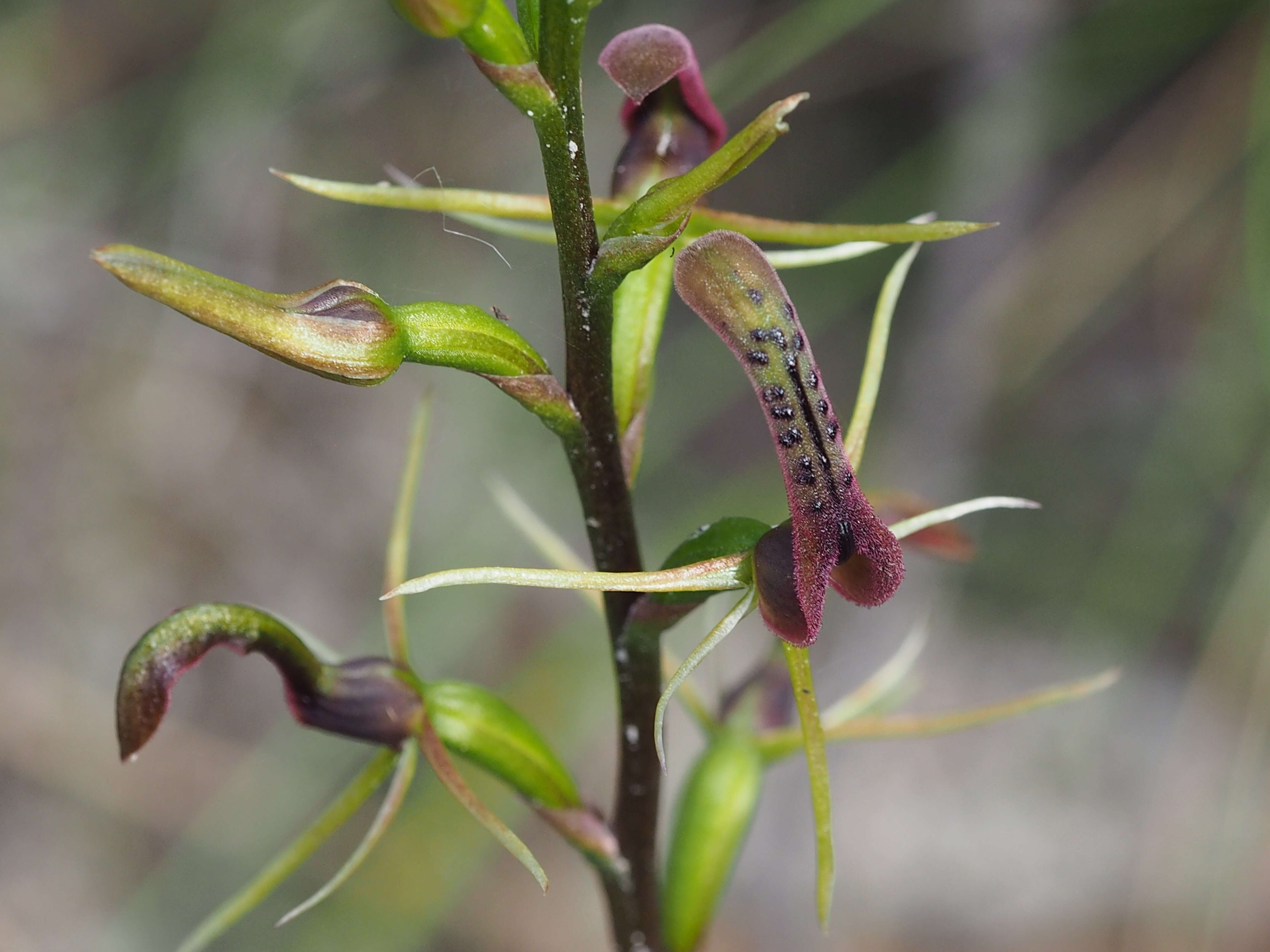 Image of Small tongue orchid