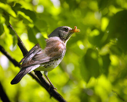 Image of Fieldfare