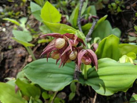 Image of Clustered lady's slipper