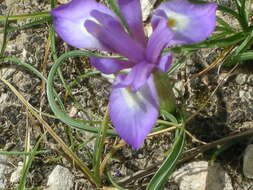 Image of Barbary Nut Iris