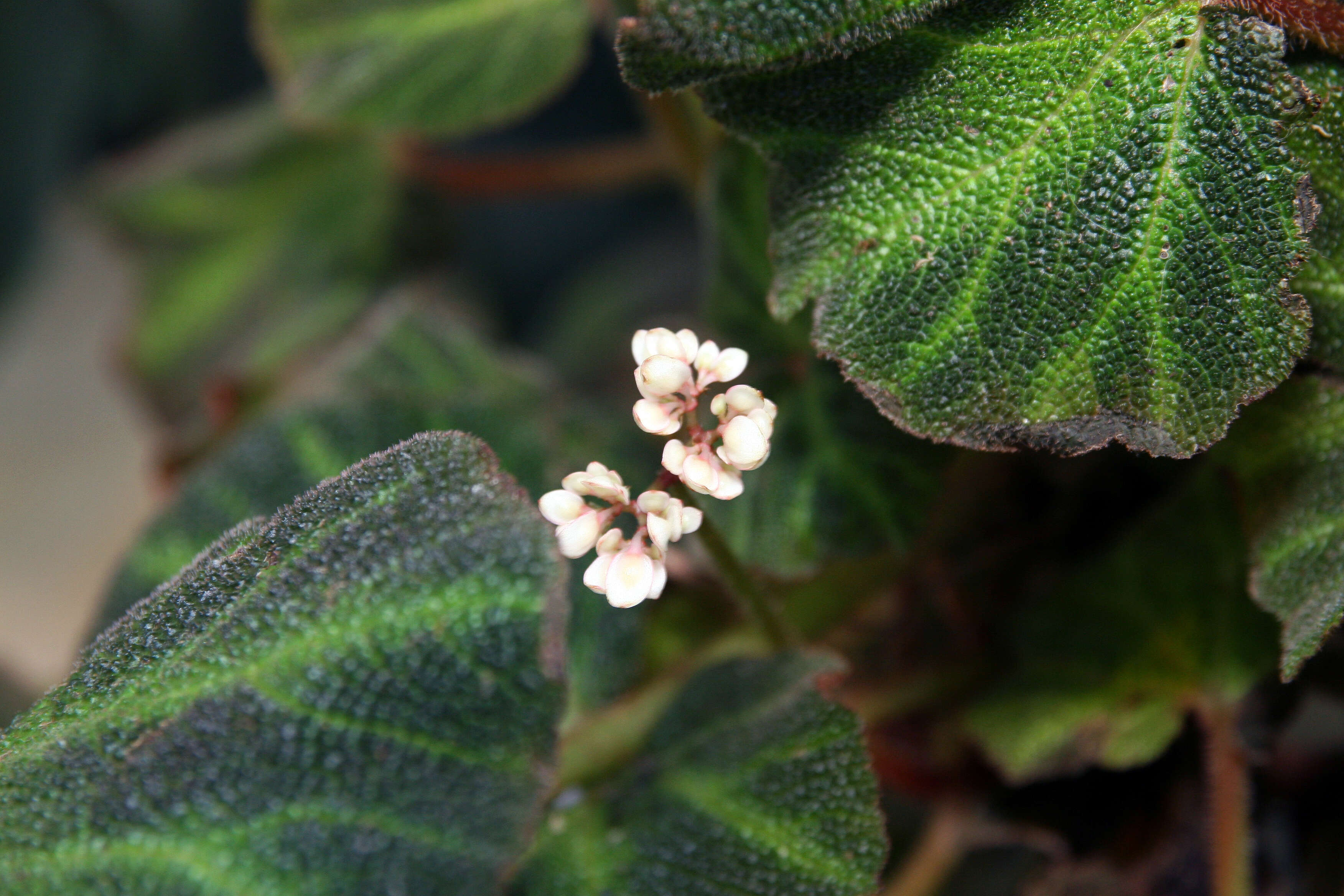 Image de Begonia soli-mutata