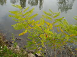 Imagem de Amorpha fruticosa L.