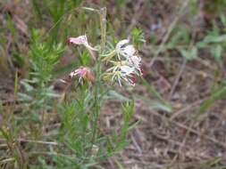 Image of scarlet beeblossom