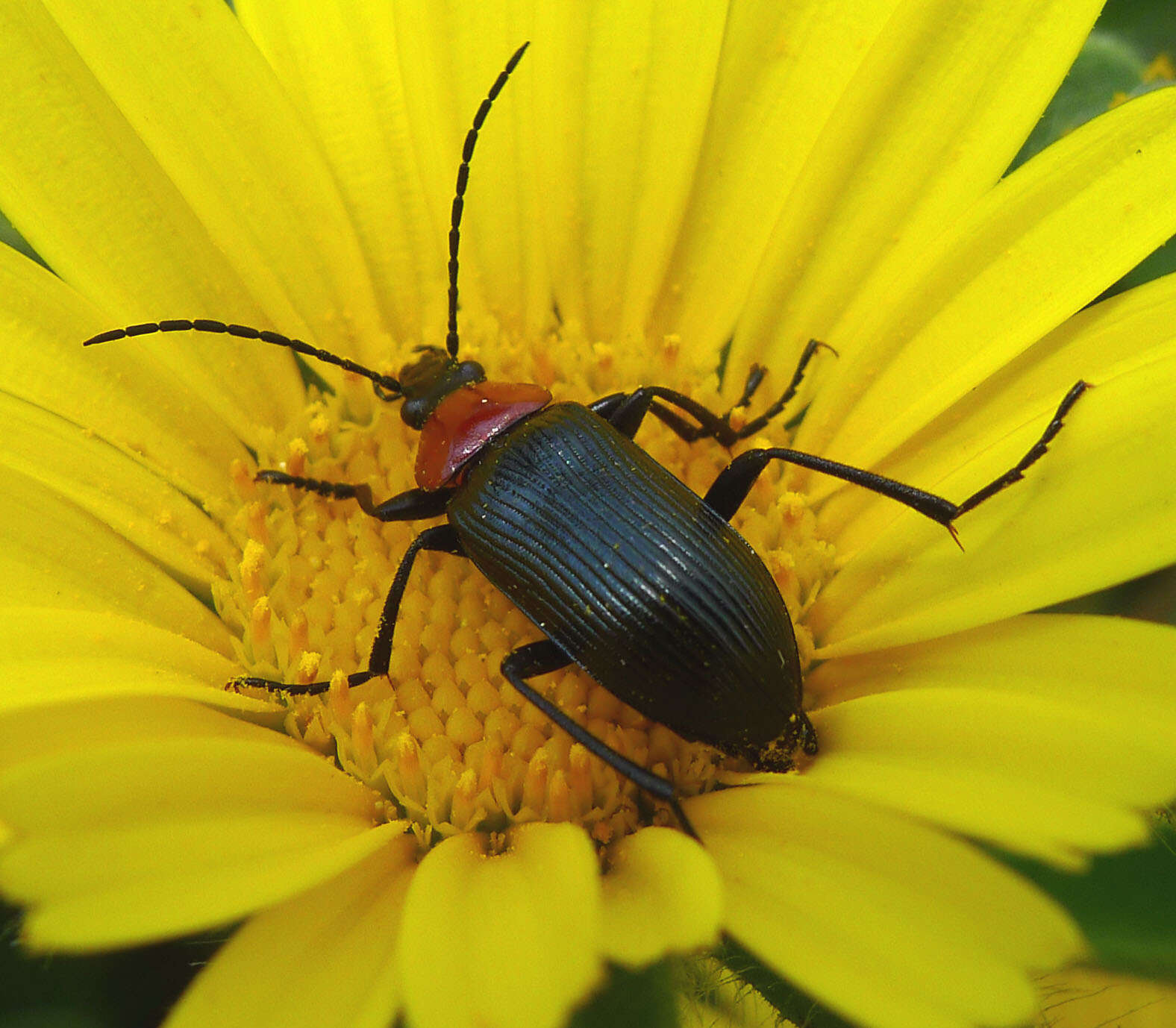 Image of Heliotaurus ruficollis