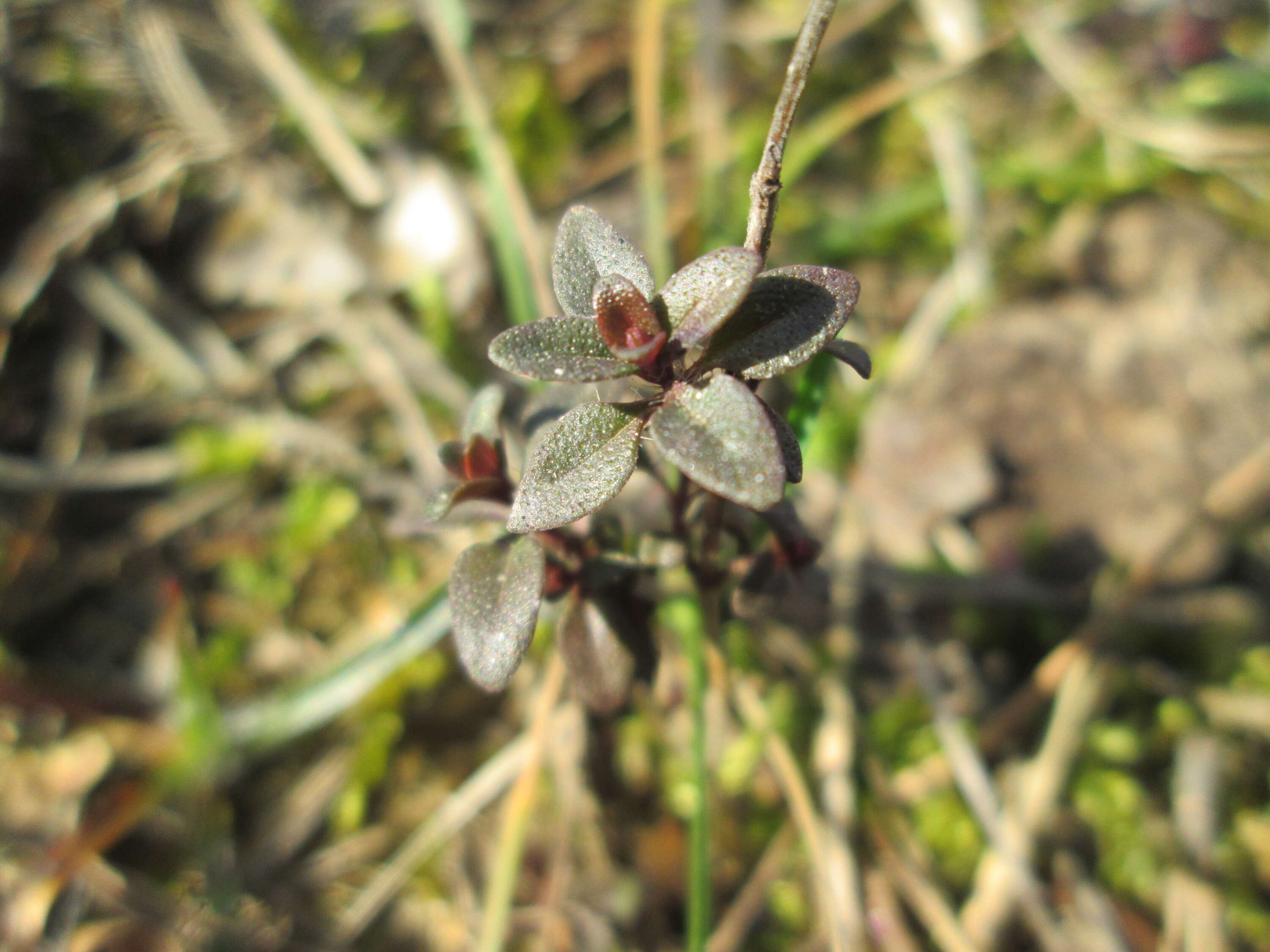 Слика од Thymus serpyllum L.