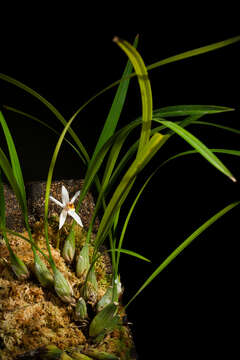 Image of Coelogyne viscosa Rchb. fil.