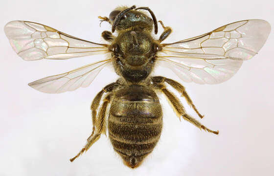 Image of Halictus tumulorum (Linnaeus 1758)