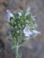 Sivun Clinopodium serpyllifolium subsp. fruticosum (L.) Bräuchler kuva