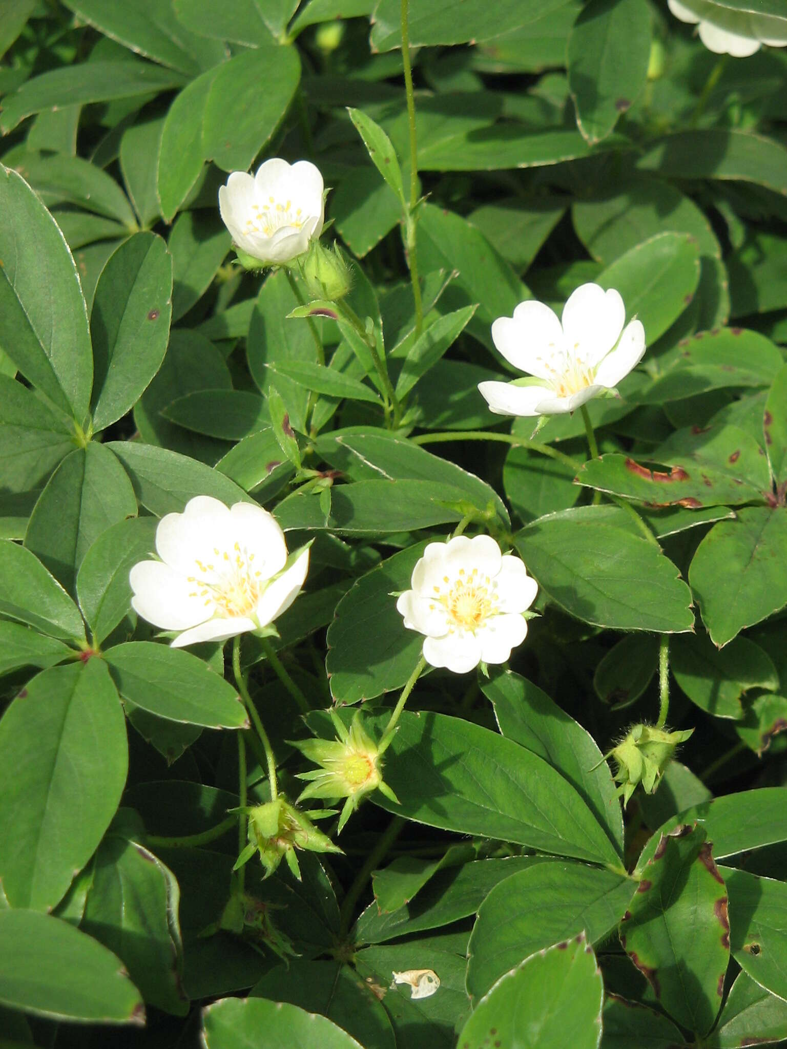 Image of White Cinquefoil