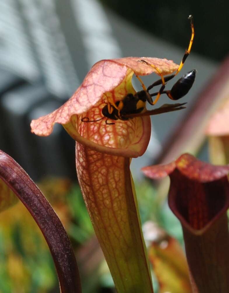 Image of mud daubers