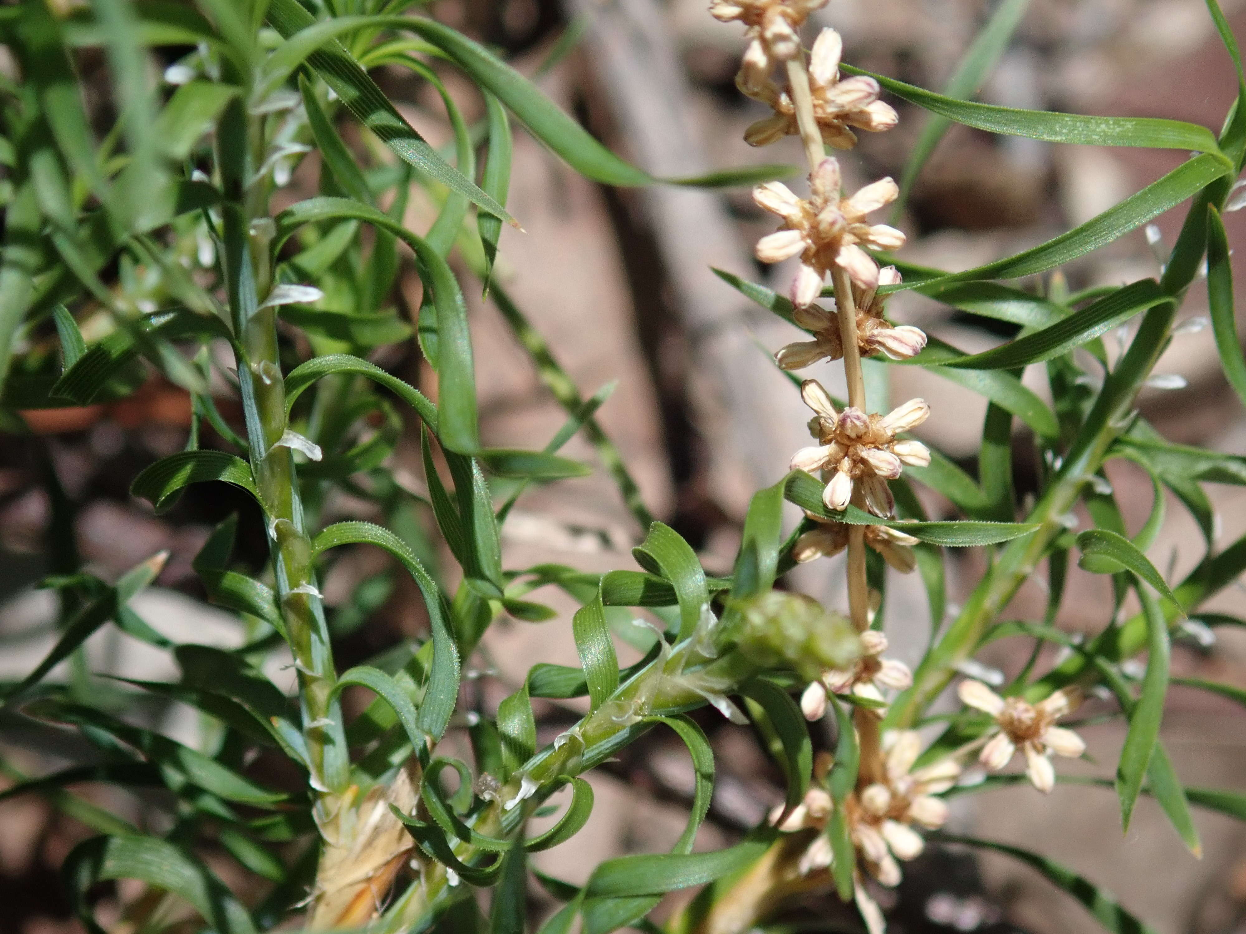 Image of Lomandra obliqua (Thunb.) J. F. Macbr.