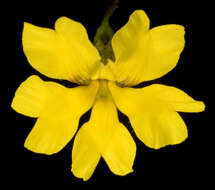 Image of Goodenia pusilla (de Vriese) de Vriese