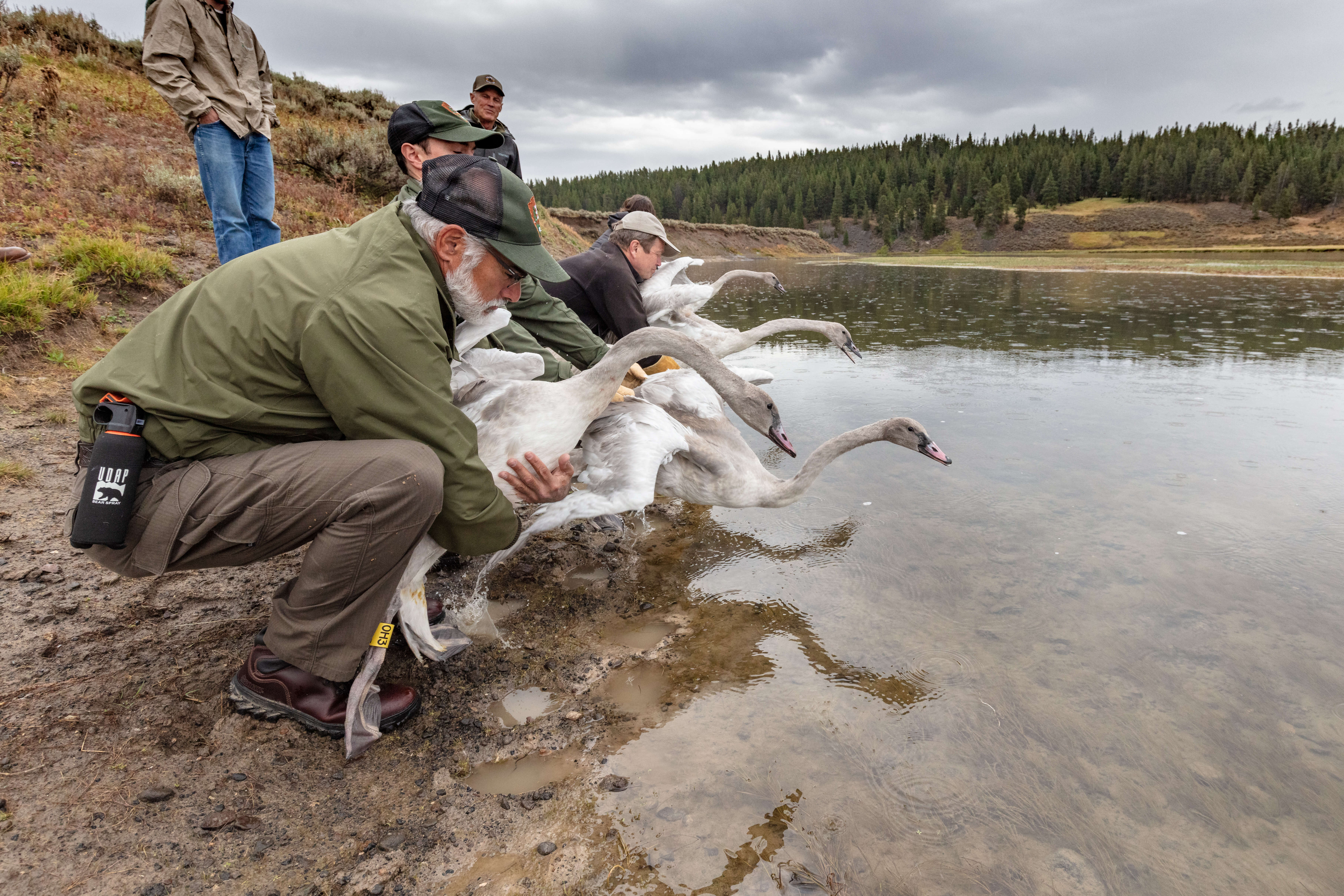 Image of Trumpeter Swan