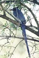 Image of Magpie-jay