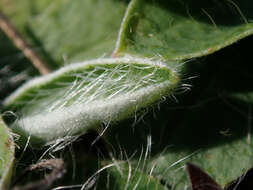 Image of Mouse-ear-hawkweed