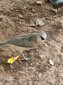 Image of Large Grey Babbler