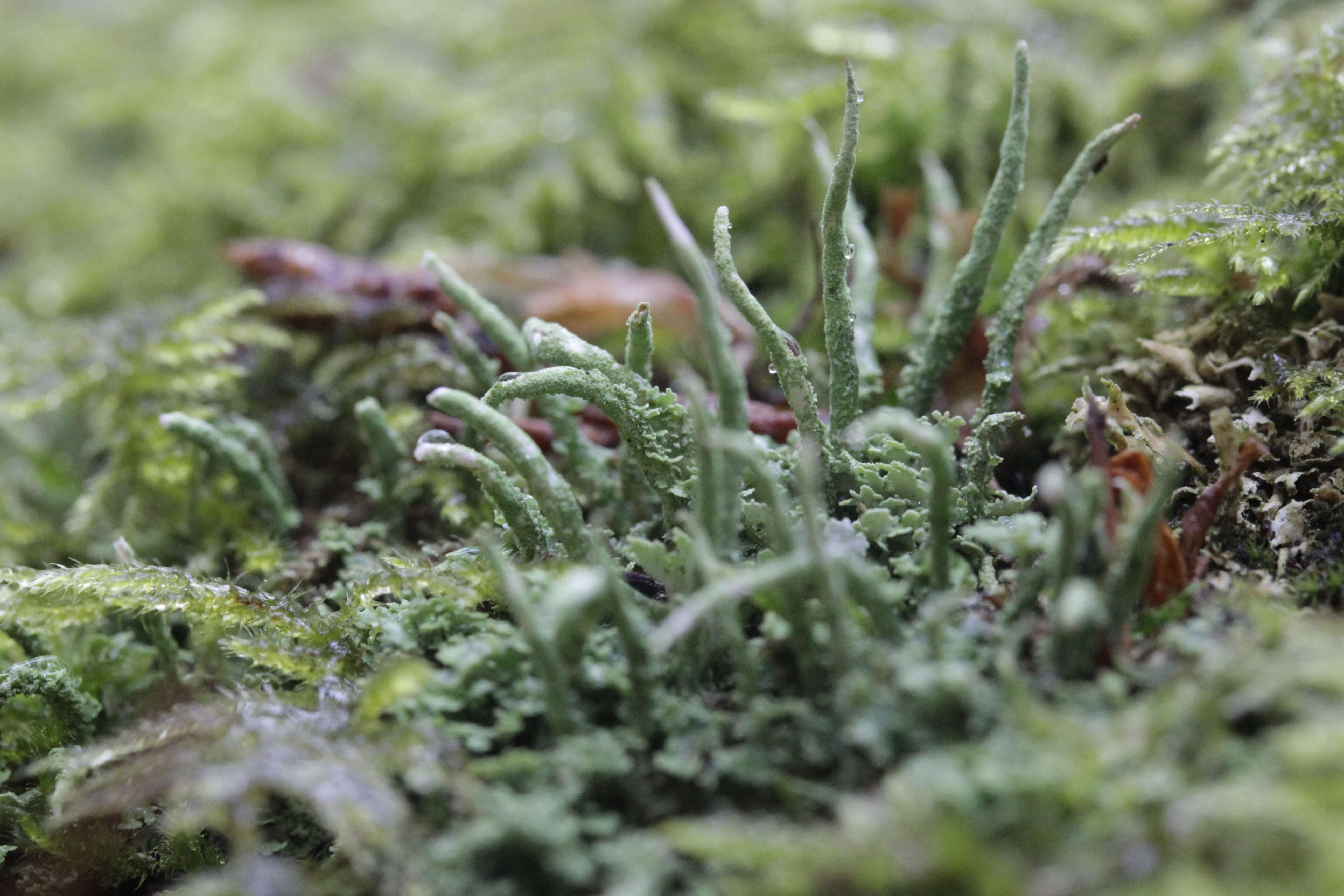 صورة Cladonia coniocraea (Flörke) Spreng.