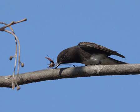 Imagem de Sayornis nigricans (Swainson 1827)